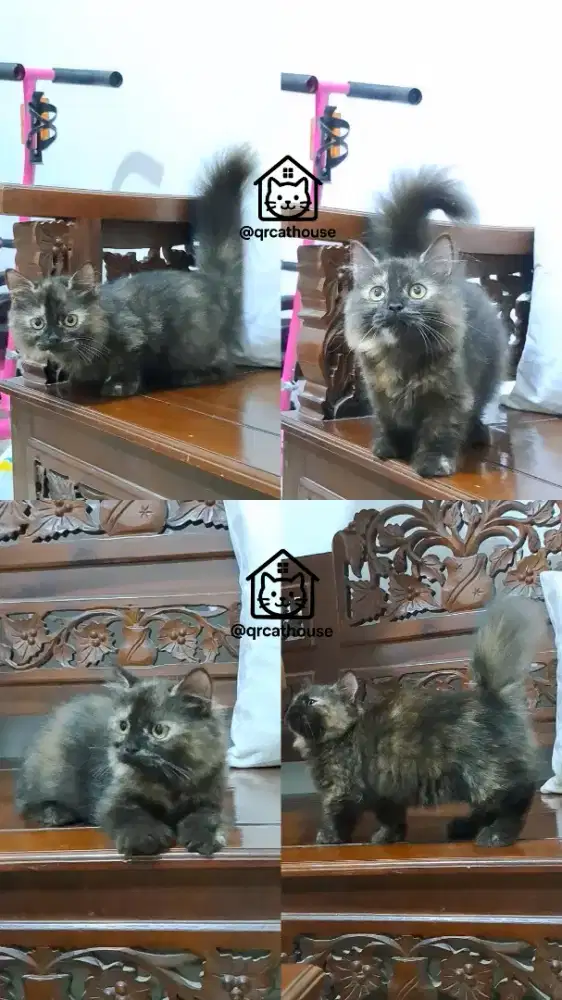 KUCING MUNCHKIN BETINA 3 BULAN