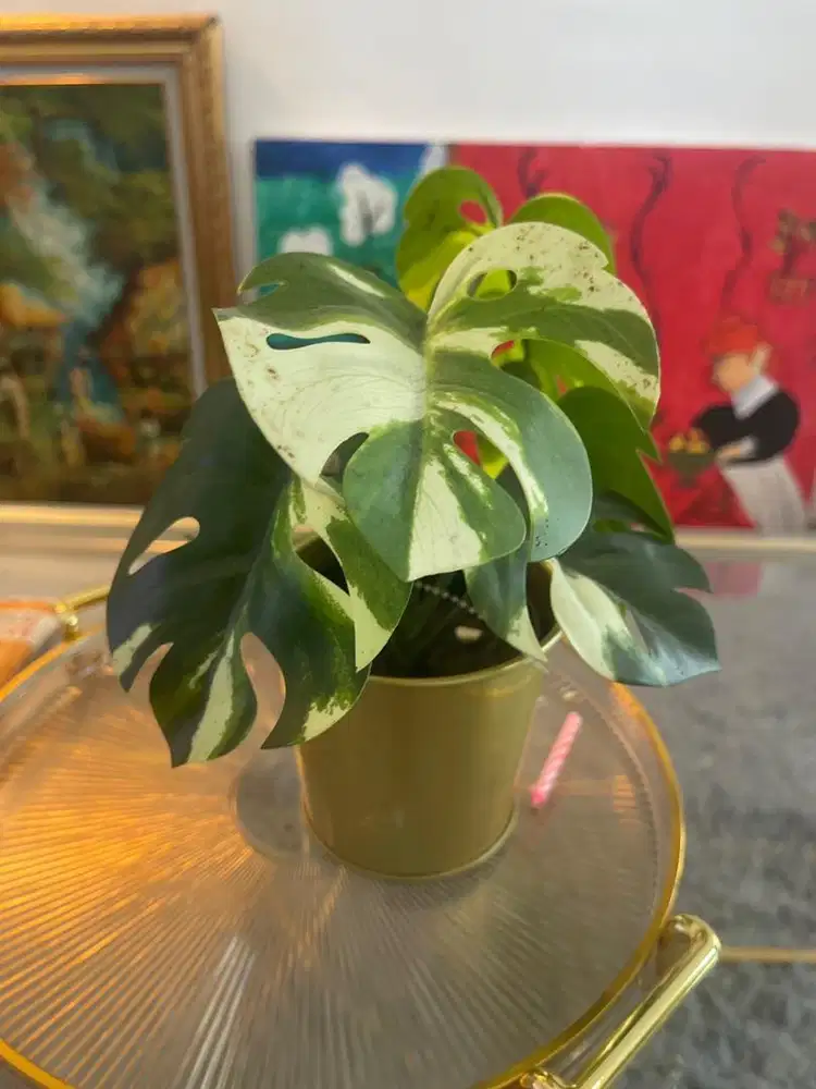 DI CARI OB UNTUK RESTORAN