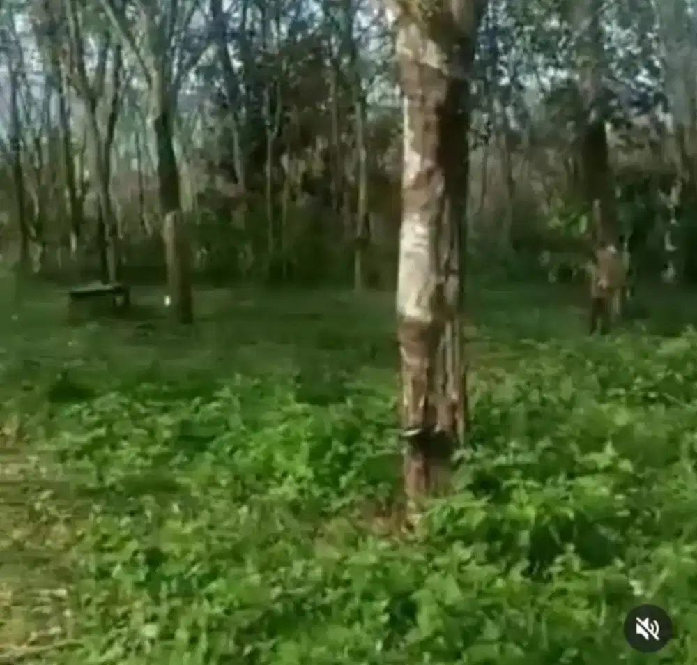 Dijual tanah kebun karet