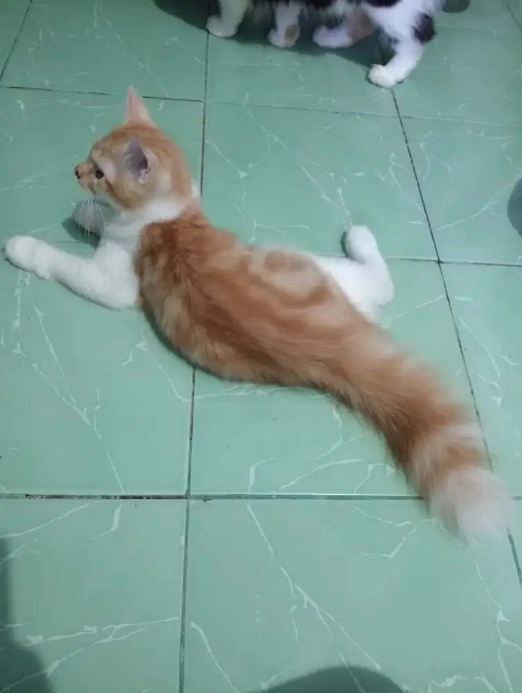 Kucing Persia medium 3bln + kandangnya