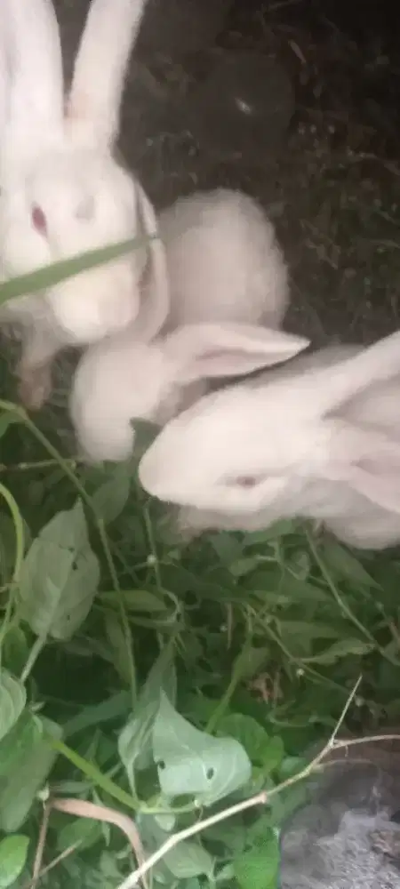 Kelinci di jual 4 ekor ya 2 cewe dan 2 cwo