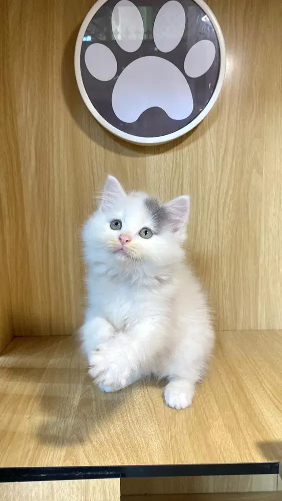 calico dilute gembull