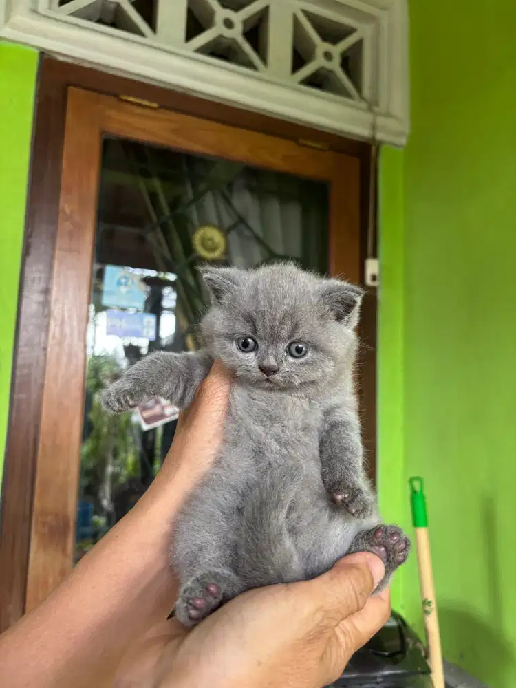 Kitten British short hair (BSH) non ped