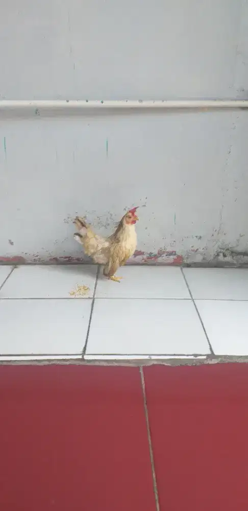 Ayam kate betina jepan