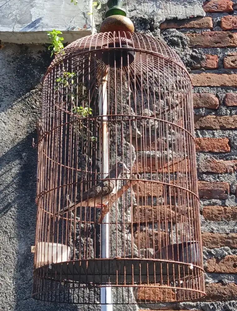 Burung perkutut lokal