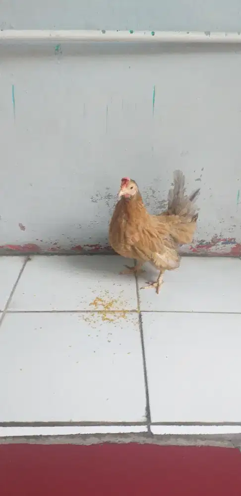 Ayam kate serama betina