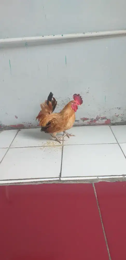 Ayam kate serama jantan