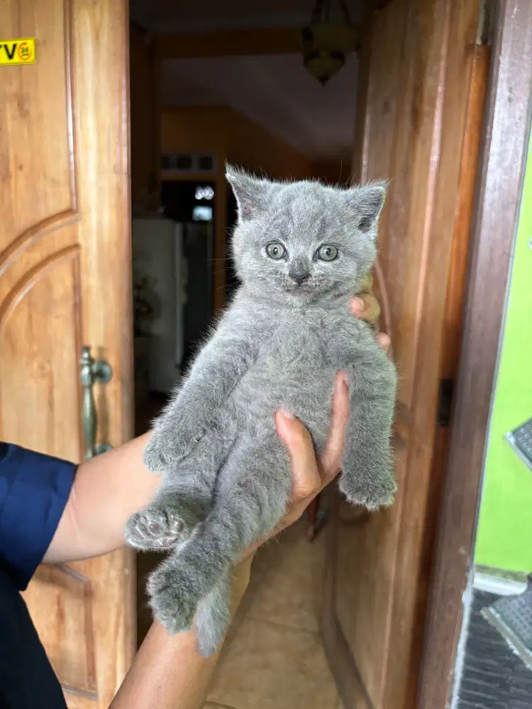 British short hair kitten non ped
