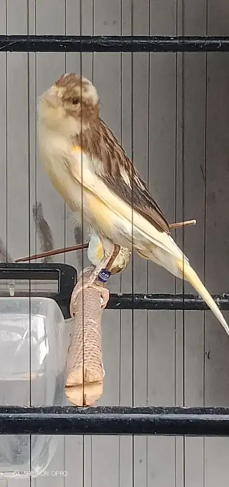 Paud F1 Rasmi jantan