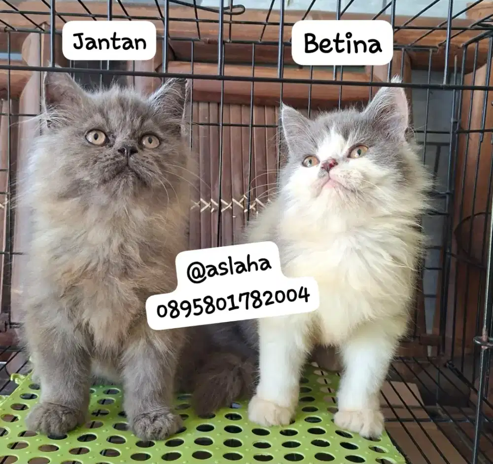 Anak kucing anggora/kitten flatnose jantan/kucing persia  jantan