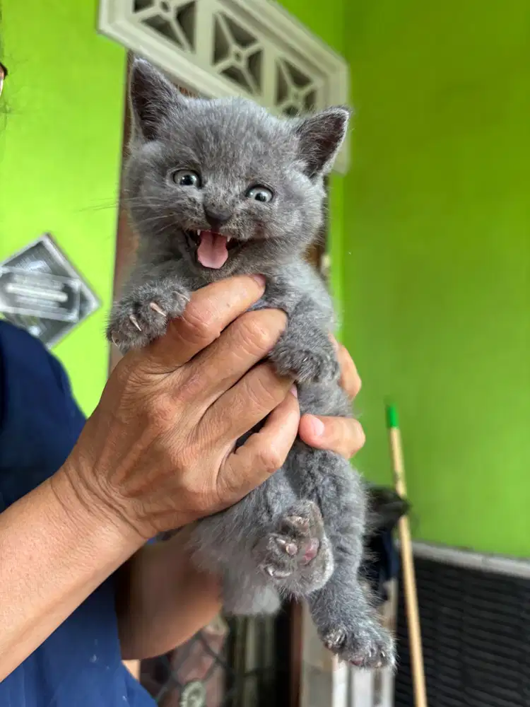 British short hair (BSH) kitten non ped