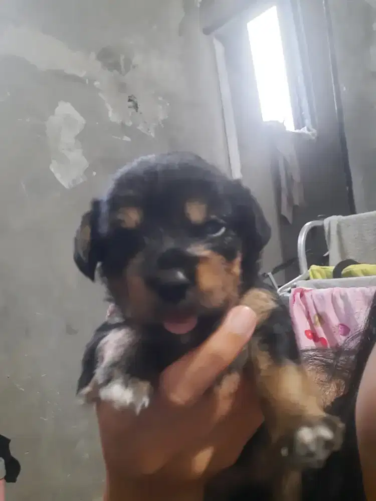 Anak anjing usia 30hr peranakan pudel dan pugel