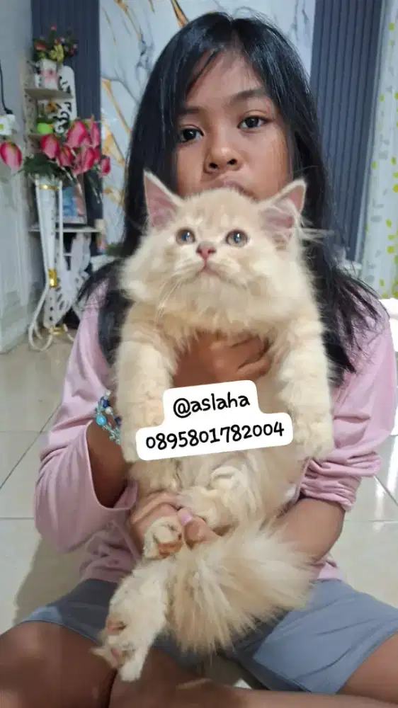 kitten persia flatnose /kucing persia jantan/ kucing anggora jantan
