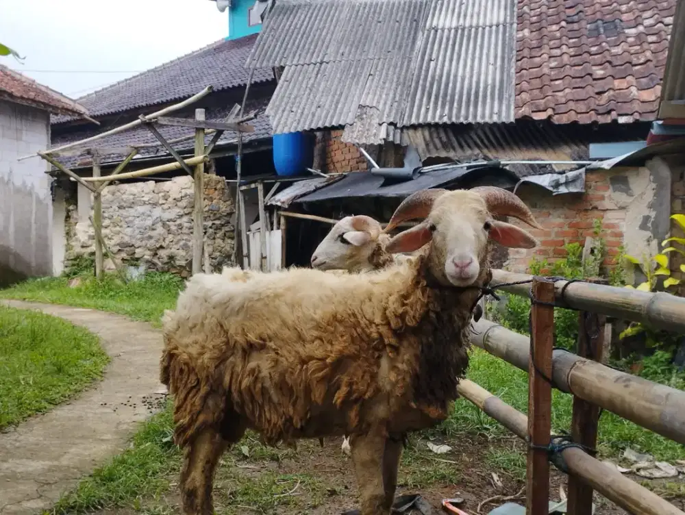 Domba siap kurban big size