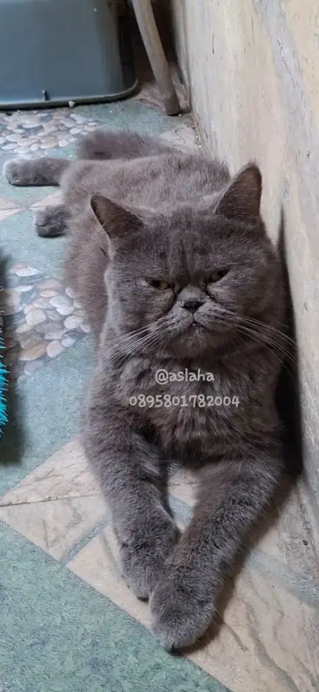 kucing british short hair betina /kucing bsh betina