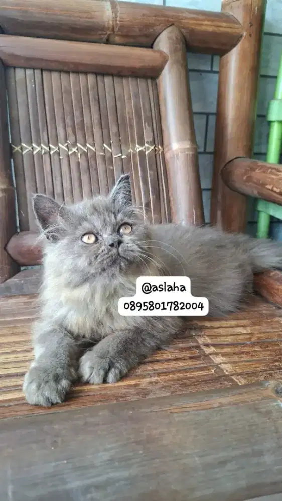 kucing anggora/ kitten persia jantan/kucing persia jantan