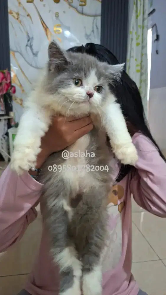Anak kucing anggora/kitten persia betina/kucing persia betina