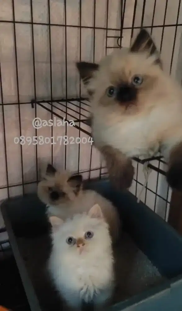 Kucing himalaya cemong /kitten ragdol betina /kucing ragdol himalaya