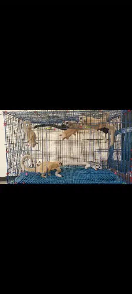 Sugar glider indukan proven