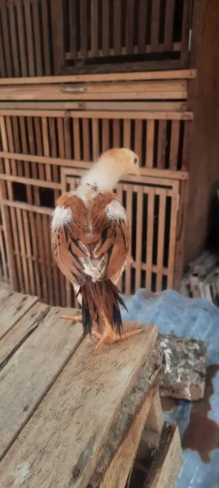 Ekor lidi bibit madura