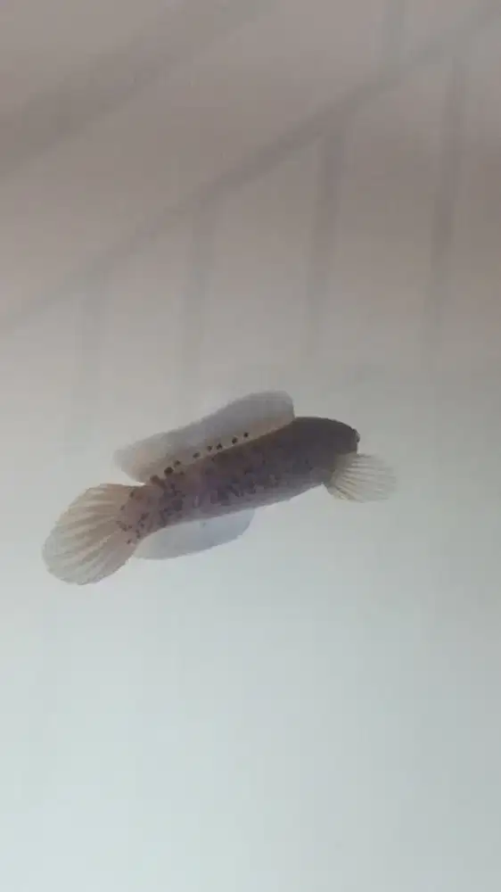 Chana Stewarti mumer