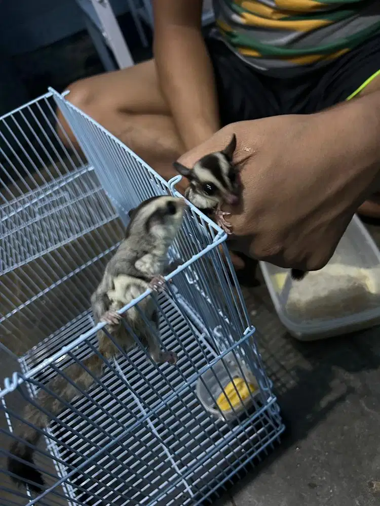 D jual sugar glaider 1 pasang full sett