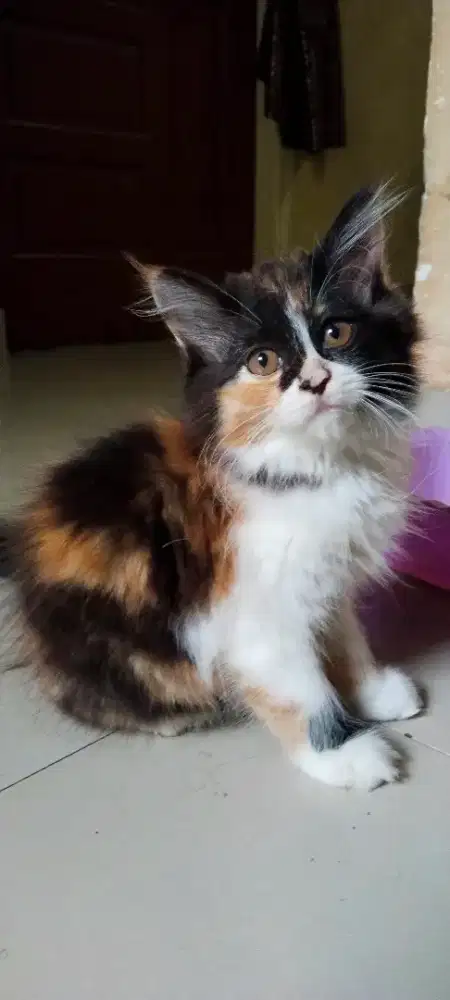 Lepas adopsi cepat anak anggora betina