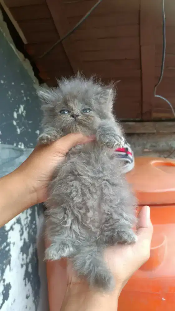 KUCING FLATNOSE x PEAKNOSE