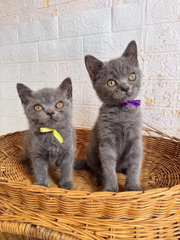 Kucing BSH British Shorthair Ped / Nonped