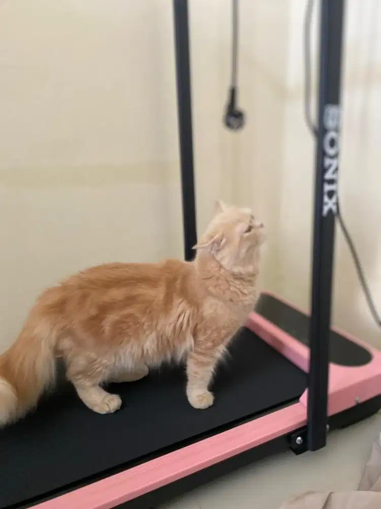 Treadmill atau walking pad olahraga second