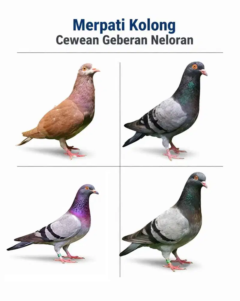 Merpati Geberan Betina Cewean neloran dan sehat