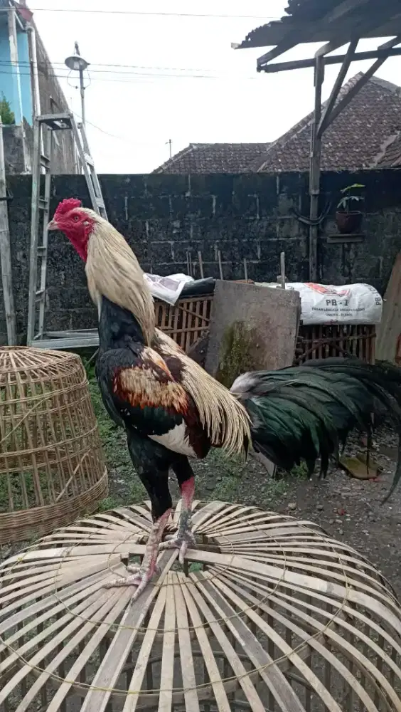 BK pakoy umur 8 bln Jalu renteng