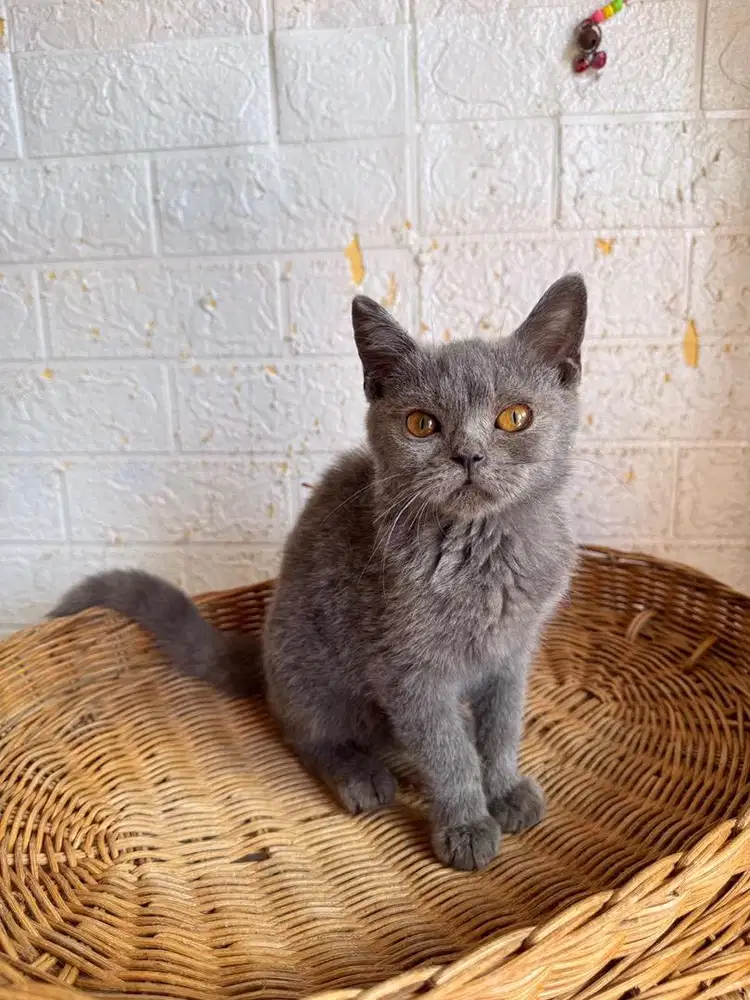 Kucing BSH British Shorthair PED
