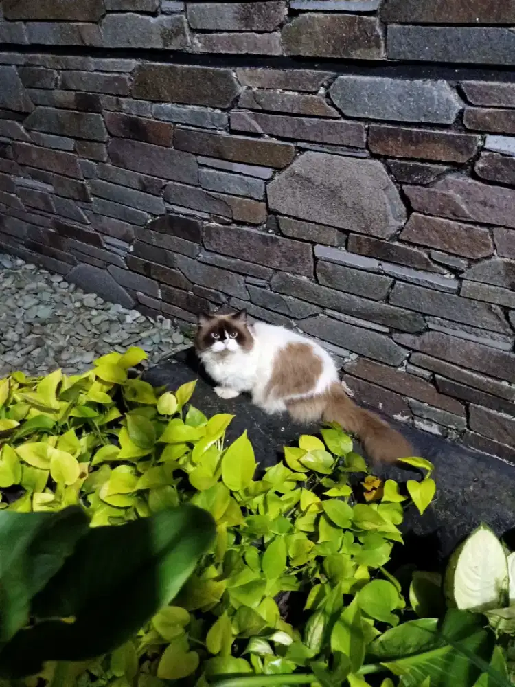 Ragdoll stud service kota bandung