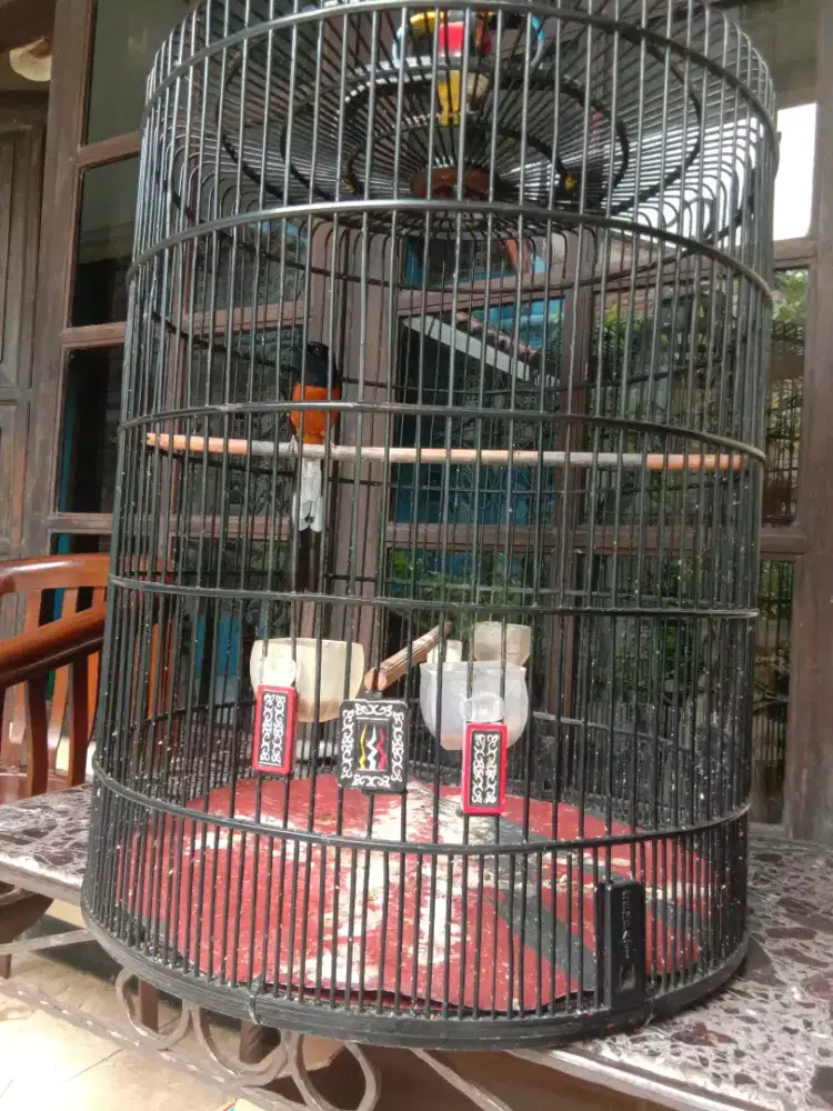 Murai Rajin Body Gede