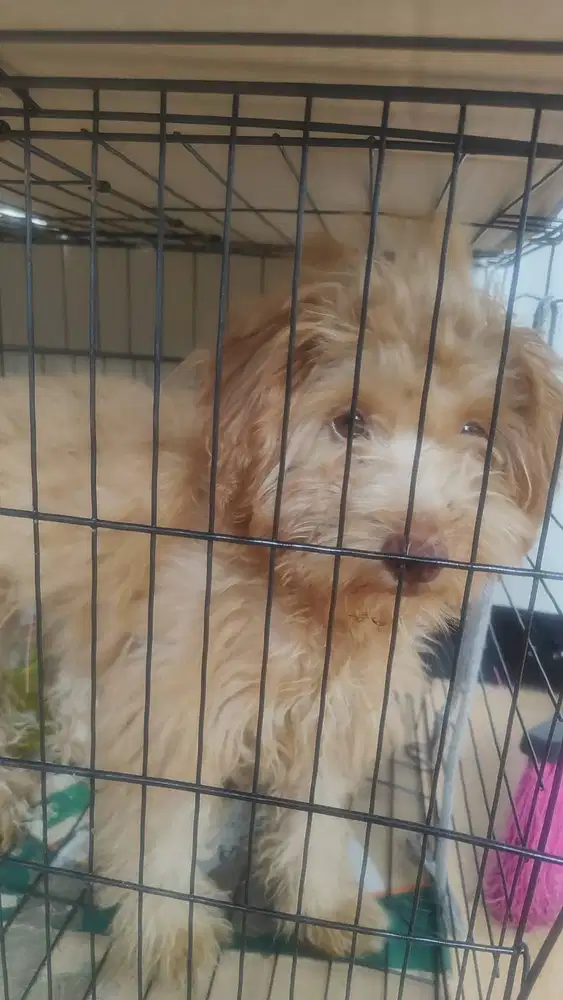 Anak pudel umur 2bulanan