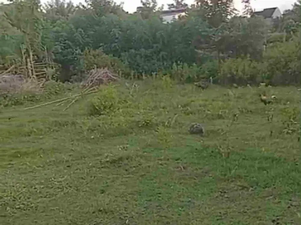 dijual tanah 10 are IDR 400 juta per are dekat STP Nusa dua Kuta Selatan Badung Bali