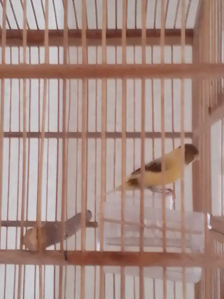 Dijual burung kenari