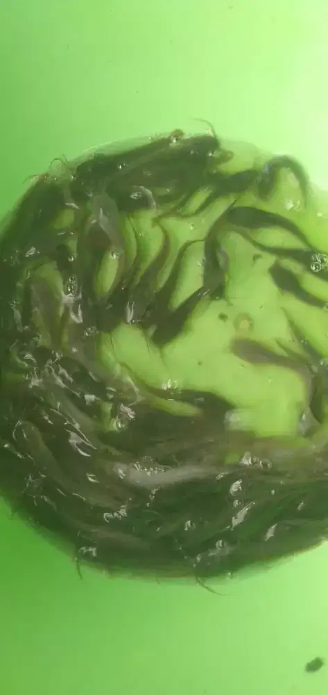 Benih Ikan Air Tawar lele size 56 78 910