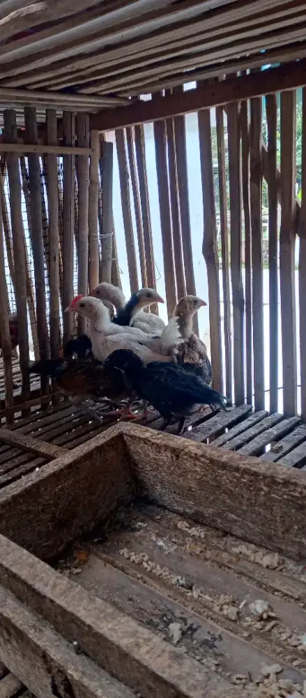 Pitik Ayam kampung 13 ekor