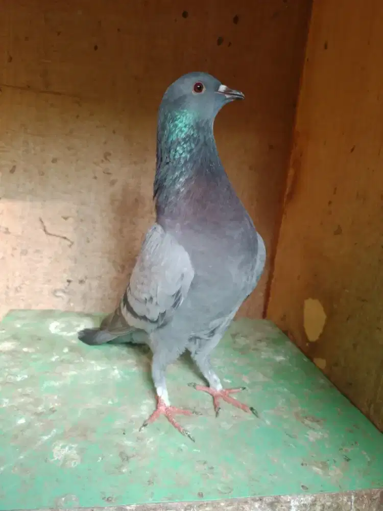 Burung dara merpati tinggian kenceng
