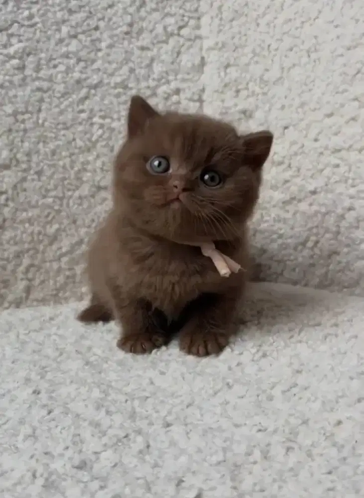 ADOPT KITTEN MUNCHKIN