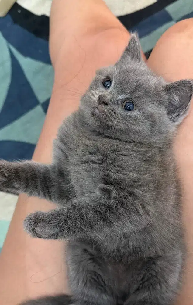 Kucing BSH British Short Hair