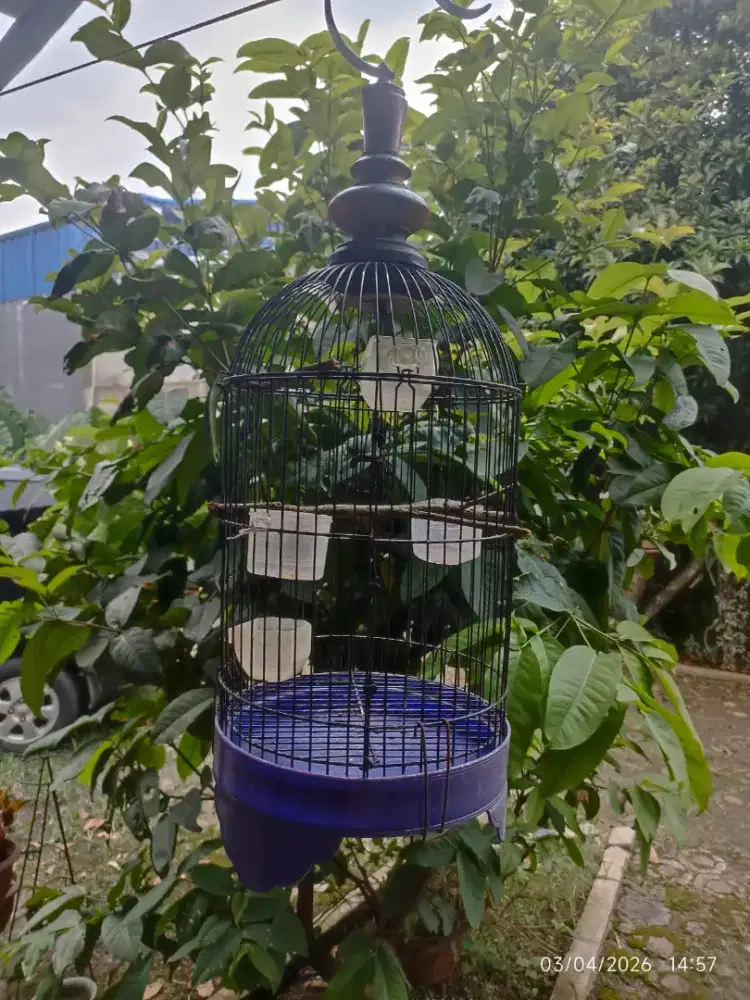 Kandang Burung Besi (Pleci/Kolibri)