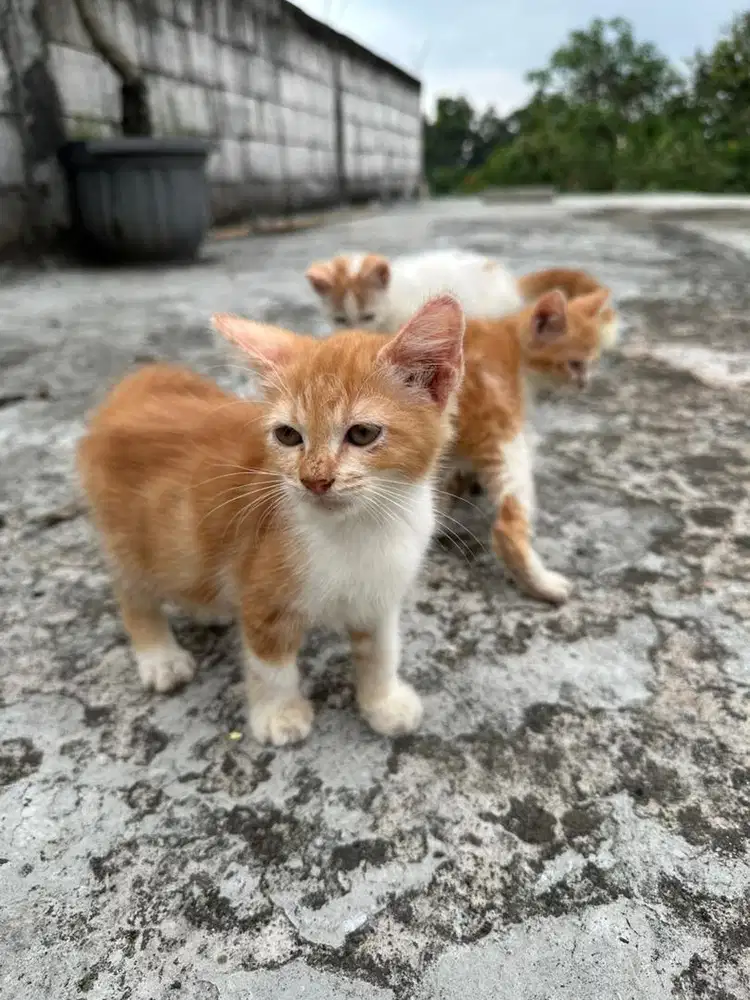Kucing lokal usia 2 bulan
