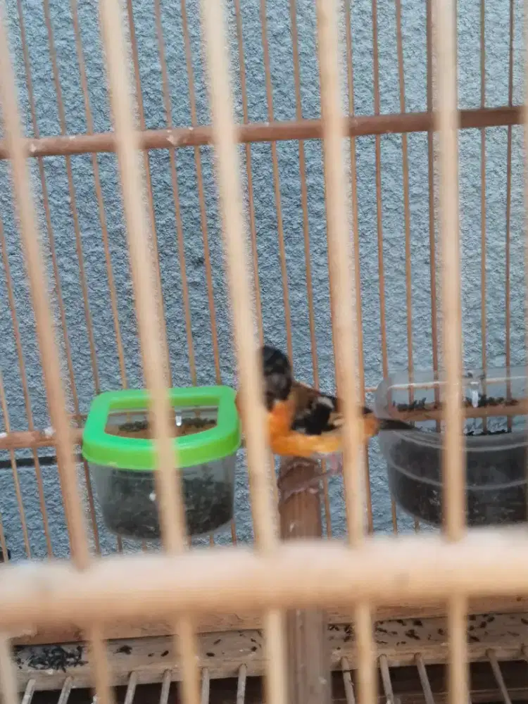 Red Siskin Jantan mutasi remaja