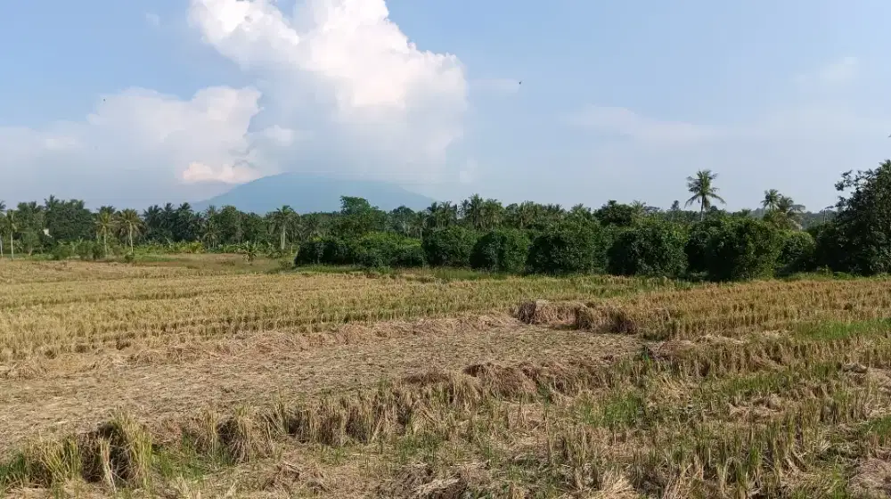 Dijual tanah di Kalianda, luas ± 12.000 m²