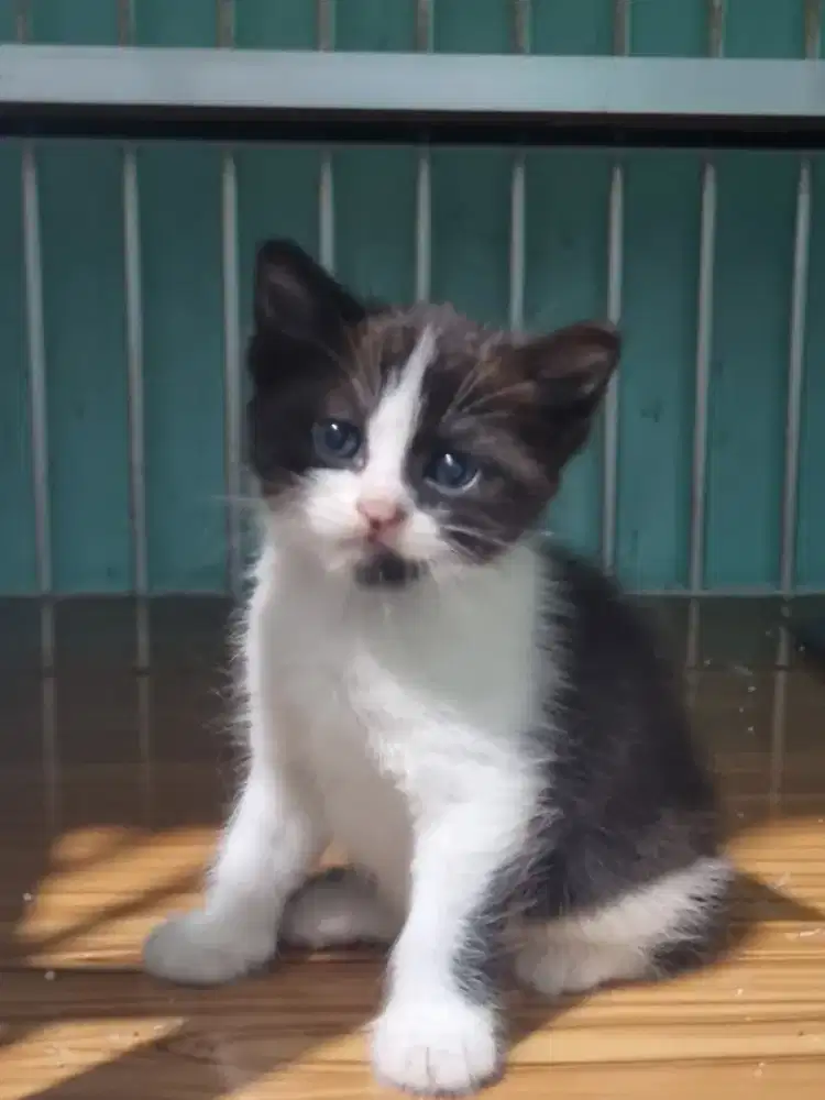 kucing ras ragdoll mix bsh