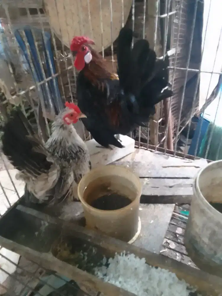 Dijual ayam kate warna merah   sepasang siap ternak