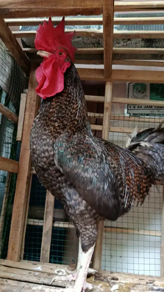 Ayam Kampung Unggul Nusantara (Kuntara 4)